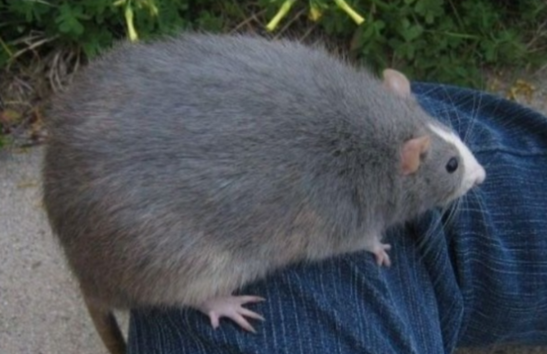 An image of a rat sitting on a man's leg.